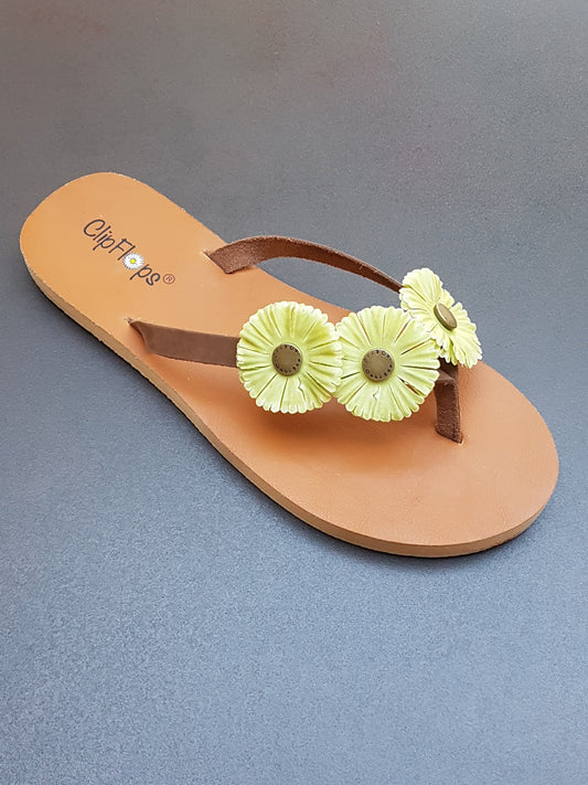Gerbera